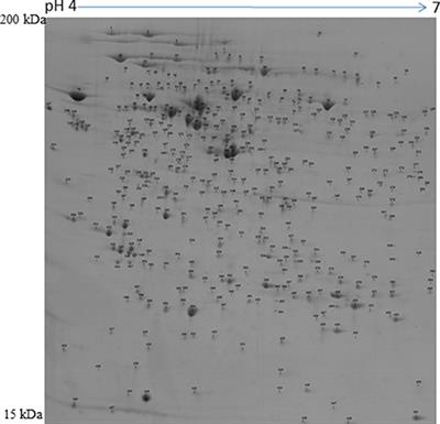 Proteomic Analysis of Porcine Pre-ovulatory Follicle Differentiation Into Corpus Luteum